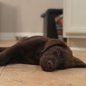 Meet your Posher, Bailey